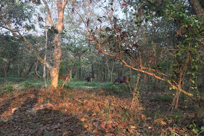 1 Night 2 Days Chitwan Jungle Safari Tour from Kathmandu - Why Chitwan is worth adding to a Nepal trip