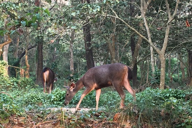 1 Night 2 Days Chitwan Jungle Safari Tour from Kathmandu - What the $155 price really covers