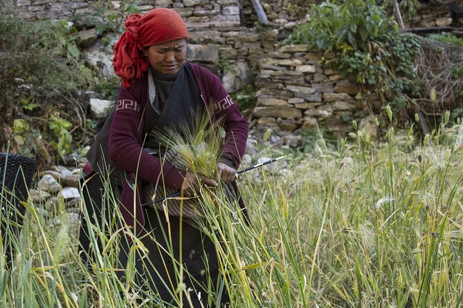 10 Days Manaslu Circuit Trek in Larke La Pass - Day 7: Sama Gaon to Dharamsala and the yak country