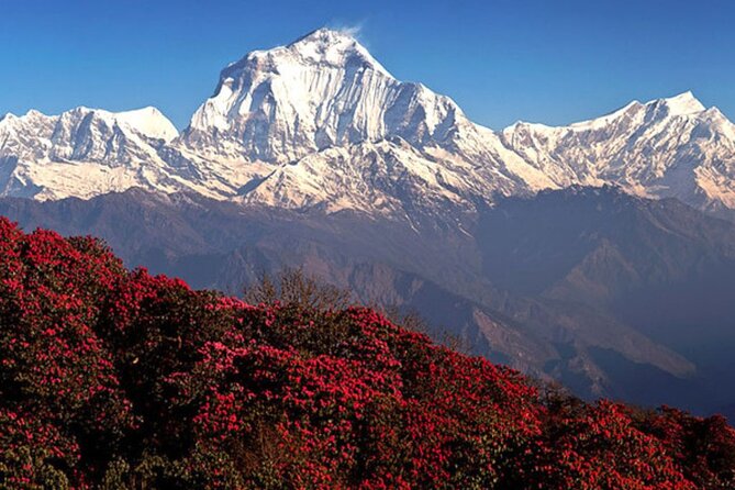 10 Days Private Guided Annapurna Basecamp Trek via Poon Hill - Day 1: Nayapul to Ulleri and the stone-step test