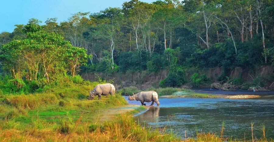 2 Days Chitwan Jungle Safari Tour from Pokhara/Kathmandu - What this two-day Chitwan trip really gives you
