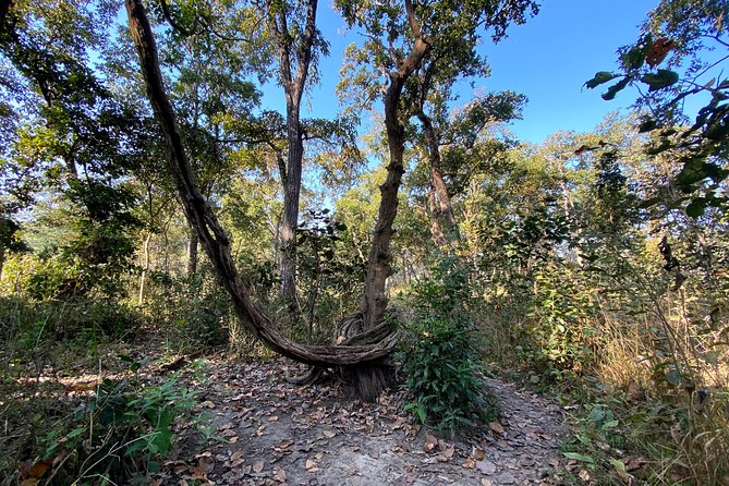 2 Hours Nature Walk in Chitwan National Park - A private outing with a possible charitable connection