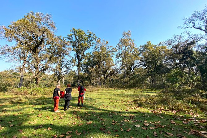2 Hours Nature Walk in Chitwan National Park - Walking among birds, trees, and open forest