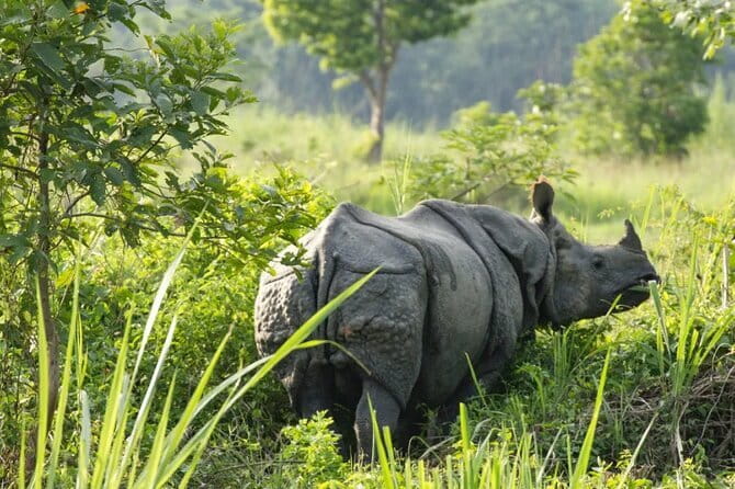 2 Night 3 Day Chitwan Jungle Safari Tour from Pokhara - What wildlife sightings are really worth