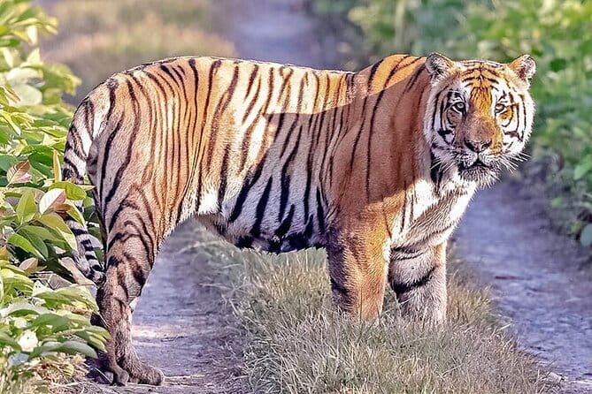 2 Nights 3 Days Chitwan National Park Package with Jeep Safari - Why the private format matters