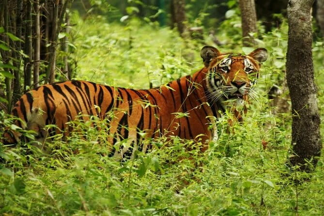 2 Nights 3 Days Chitwan National Park Package with Jeep Safari - What the $185 price includes