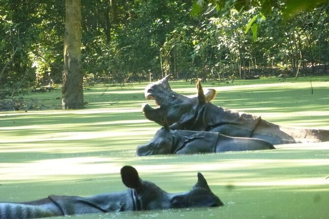 2 Nights 3 Days Chitwan National Park Package with Jeep Safari - Day 2: the main Chitwan wildlife day