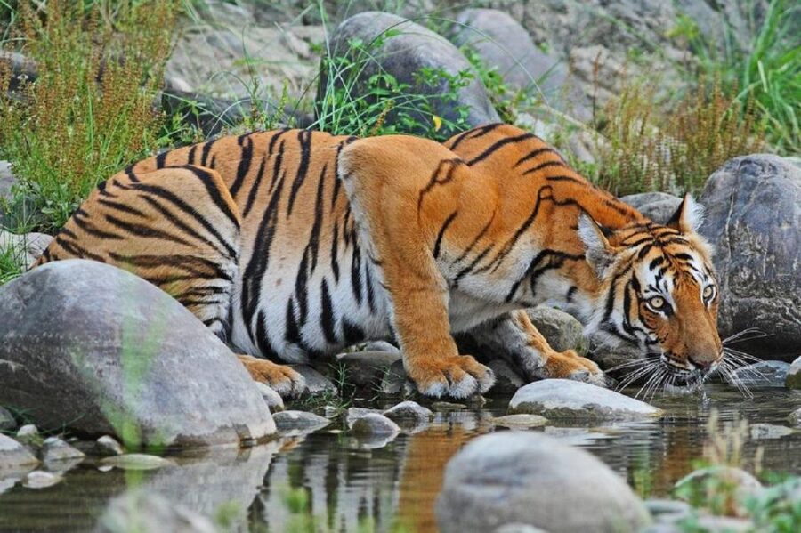 3-Day Chitwan Jungle Safari Adventure From Kathmandu/Pokhara - Who should book this Chitwan trip?