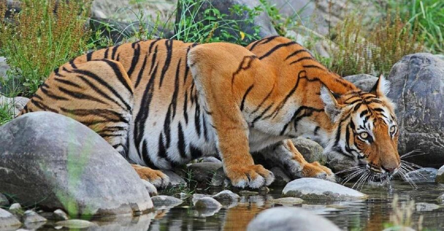 3-Day Chitwan Jungle Safari Adventure From Kathmandu/Pokhara - The long road from Kathmandu or Pokhara