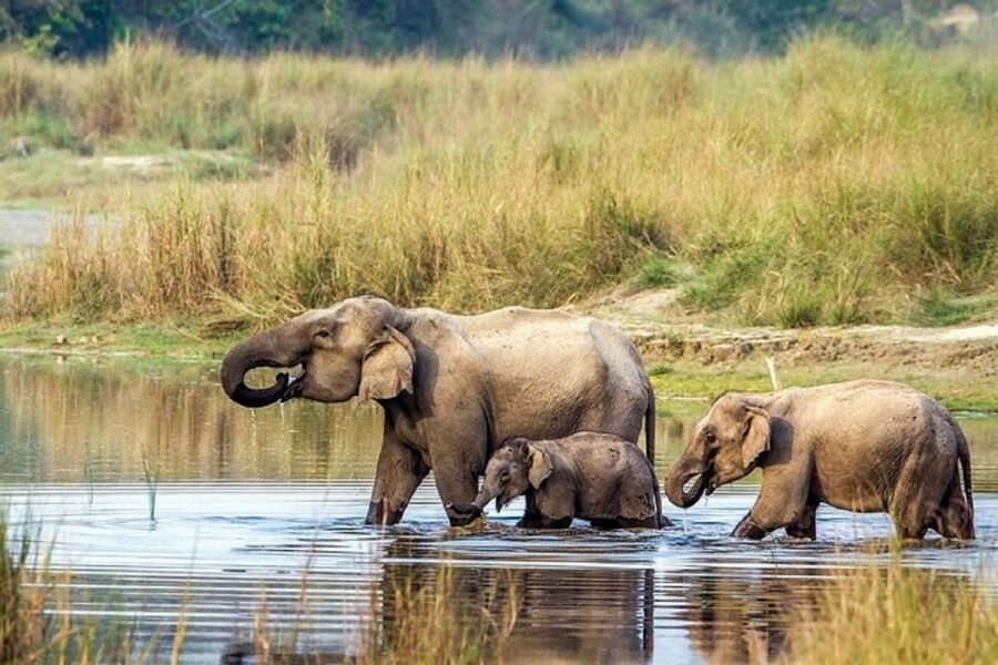 3-Day Chitwan Jungle Safari Adventure From Kathmandu/Pokhara - Arriving in Sauraha and meeting Chitwan