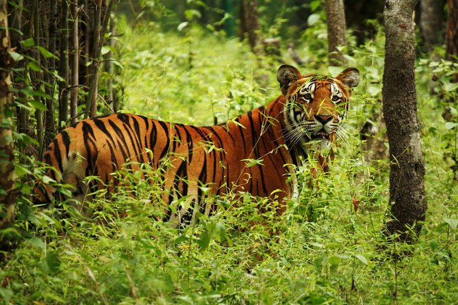 3-Day Chitwan Jungle Safari Tour from Kathmandu - Weather, clothing, and age limits