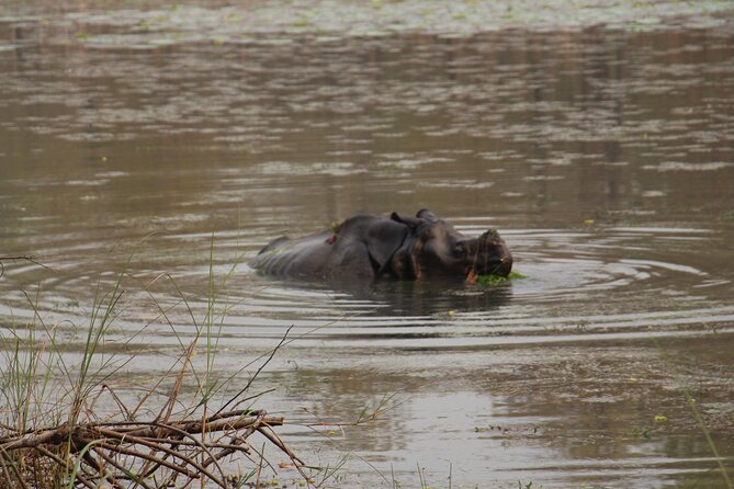 3-Day Chitwan National Park Jungle Safari Tour Package with Pick Up - Day two: crocodiles, birds, and safari time