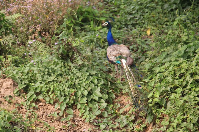3-Day Chitwan National Park Jungle Safari Tour Package with Pick Up - Day three: one last bird-watching session