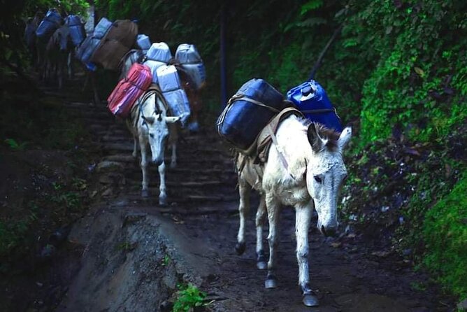 3 Days 2 Nights Poon Hill Trekking - Is $228.47 good value?