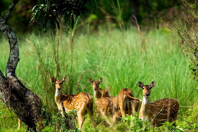 3 Days and 2 Nights Chitwan National Park Safari Tour in Pokhara - Key points to know before you book