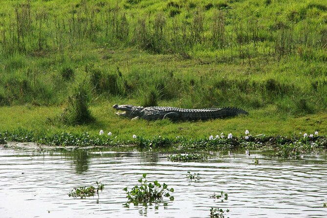 3 Days and 2 Nights Chitwan National Park Safari Tour in Pokhara - Why Chitwan is worth adding to a Pokhara trip