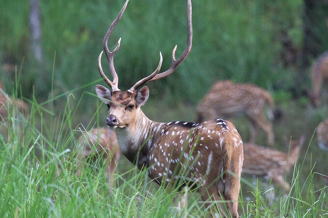 3 Days Jungle Safari in Chitwan National Park - Why Chitwan works as a short Nepal wildlife trip