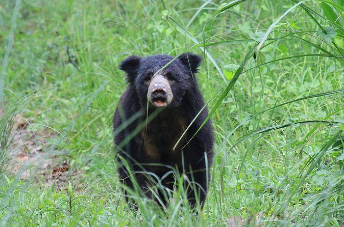 3 Days Jungle Safari in Chitwan National Park - Three hours inside Chitwan by jeep