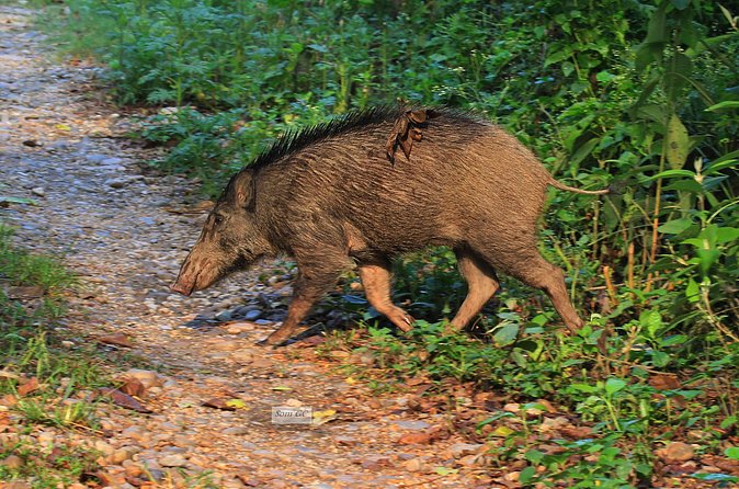 3 Days Jungle Safari in Chitwan National Park - A morning nature walk and the return to Kathmandu