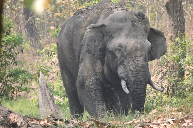 3 Nights 4 Days Bardia Tiger Tracking Tour | Bardia Jungle Safari - Why Bardia works for a serious wildlife trip