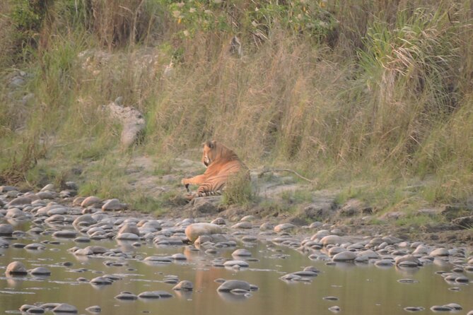3 Nights 4 Days Bardia Tiger Tracking Tour | Bardia Jungle Safari - Rhino Lodge Bardia and the included meals
