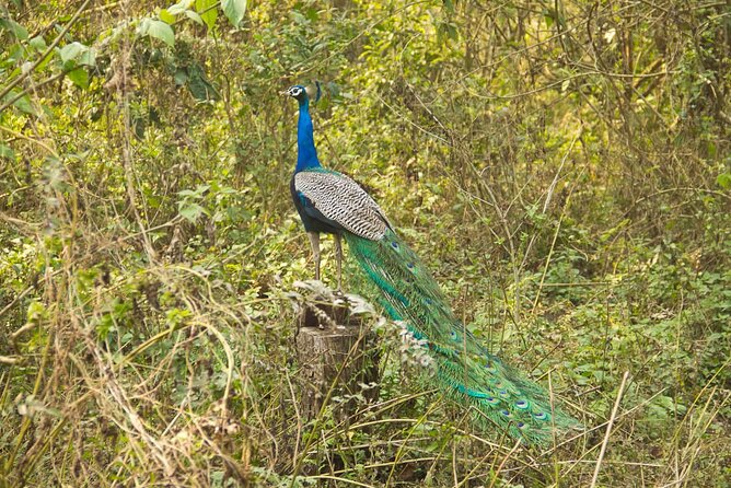 3 Nights 4 Days Chitwan National Park with Tower Night Stay - The resort, meals, and comfort level