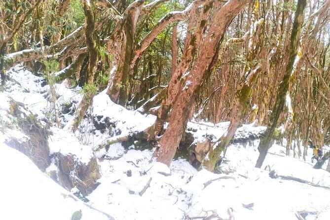 4 Day Mardi Himal Base Camp Trek from Pokhara - Day one: Kande to Forest Camp through green forest