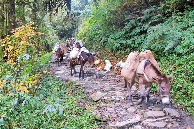 4-Day Private Poon Hill Trekking Tour - What the $359 price really covers