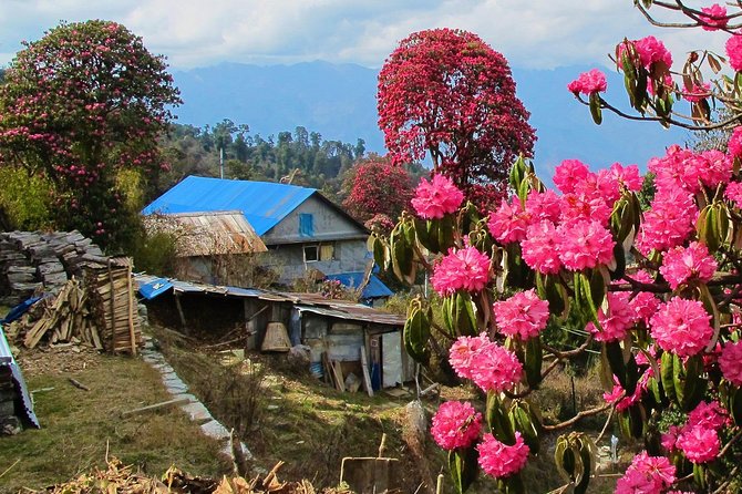 4-Day Private Poon Hill Trekking Tour - The guide can make or break the experience
