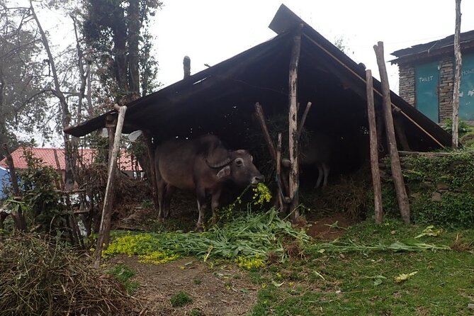 4 Days Mardi Himal Base Camp Trek from Pokhara - Guide Service and the Human Side of the Route