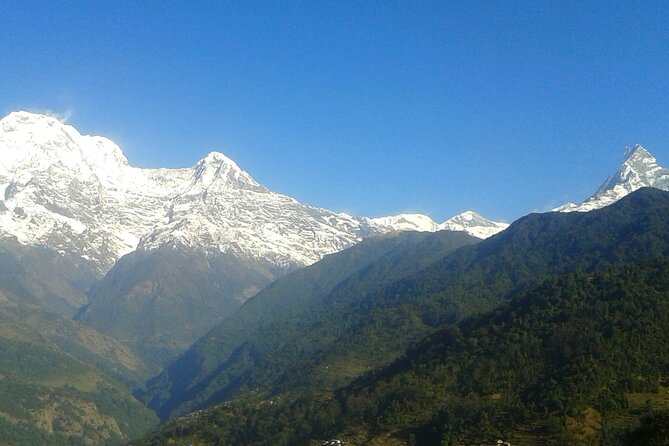 4 Days Mardi Himal Base Camp Trekking in Pokhara - Day two: Rhododendron forest on the way to High Camp