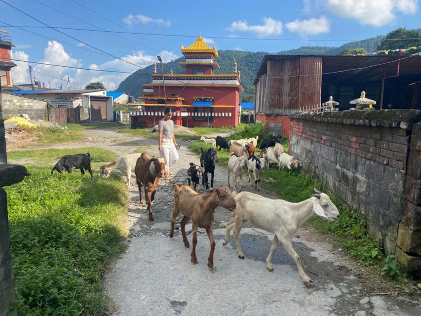 Afternoon Tibetan cultural tour - Why this Tibetan tour feels different from ordinary Pokhara sightseeing