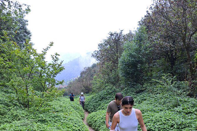Amazing 1 Day Trekking Experience in Kathmandu Nepal - The long climb toward Champadevi