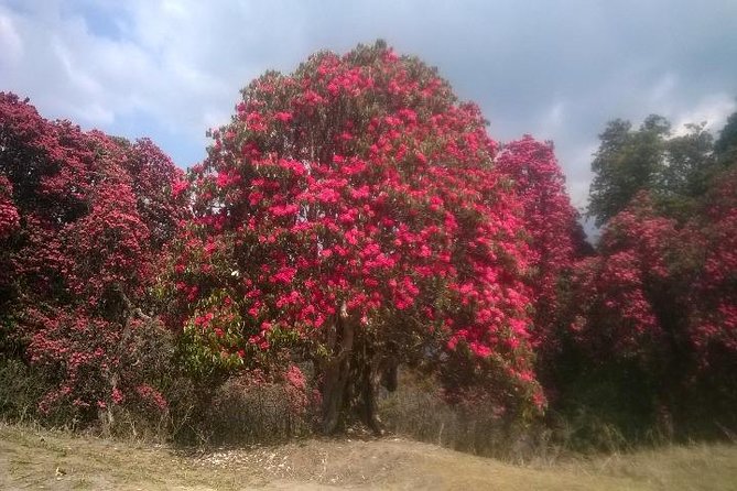 Annapurna Base Camp Trek - 11 Days - Day 3: Rhododendron forest to Ghorepani