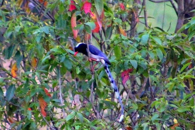 Changunarayan Hill to Telkot Hike Near Kathmandu Day Tour - Forests, Farms, and a Chance to Spot Blue Magpies