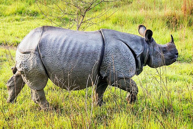 Chitwan 2 Nights All Inclusive Jungle Safari Tour - Day two: river, forest, and safari time