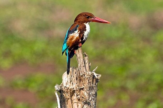 Chitwan 2 Nights All Inclusive Jungle Safari Tour - Sauraha: a practical base near the park