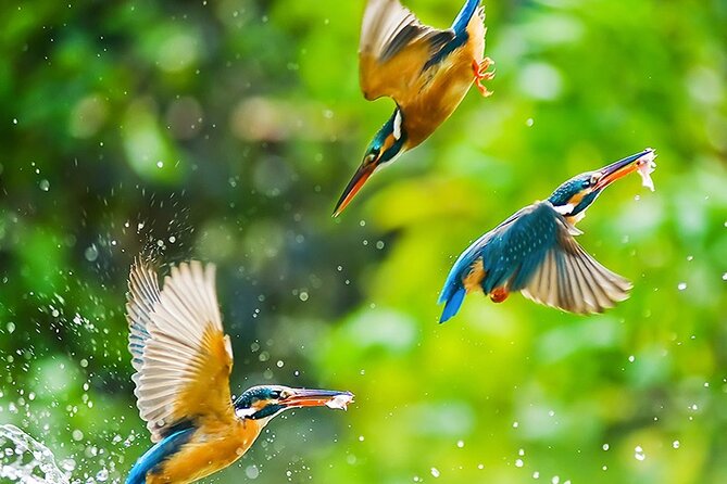 Chitwan 2 Nights All Inclusive Jungle Safari Tour - Meals, transport, and what the $128 covers