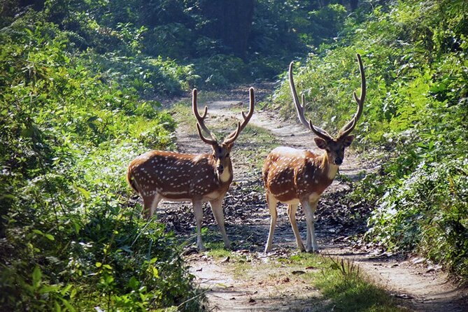 Chitwan 2 Nights All Inclusive Jungle Safari Tour - Who should book this Chitwan package?