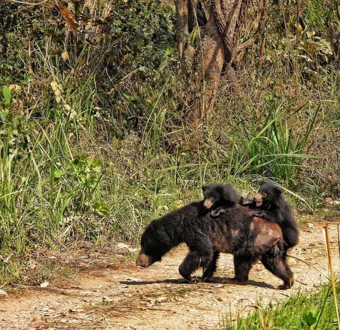 Chitwan: Full-Day Safari Canoeing and Jungle Walk and Jeep - Key points to know before you go