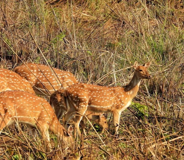 Chitwan: Full-Day Safari Canoeing and Jungle Walk and Jeep - Why this Chitwan day works well