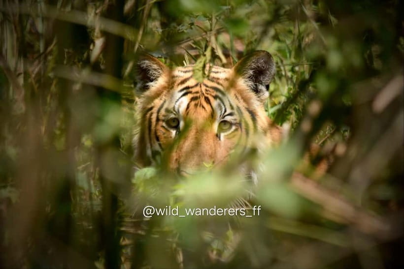 Chitwan: Full-Day Safari Canoeing and Jungle Walk and Jeep - One quiet hour on the Rapti River