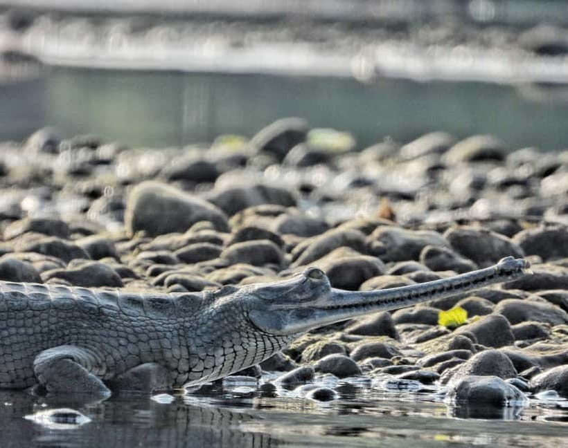 Chitwan: Full-Day Safari Canoeing and Jungle Walk and Jeep - Lunch, then four hours by jeep