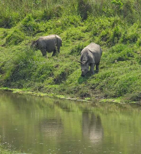 Chitwan: Full-Day Safari Canoeing and Jungle Walk and Jeep - Starting from Hotel National Park Sauraha