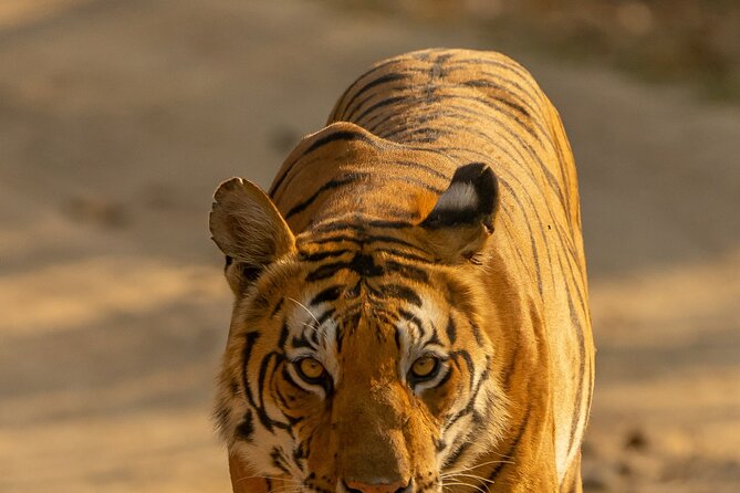 Chitwan National Park Tour - Returning to Kathmandu by tourist bus