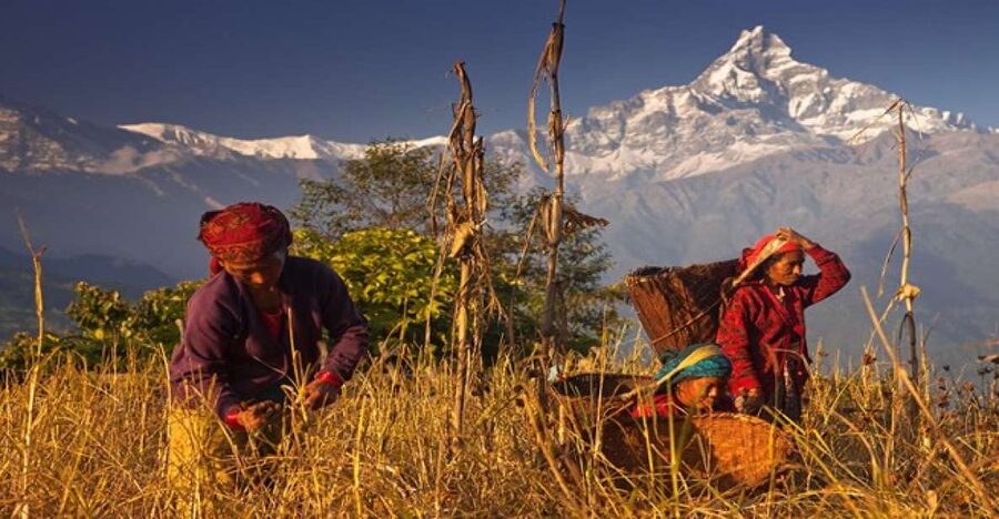 Day Hike at Annapurna Foothills - Should you book the Australian Camp and Dhampus hike?