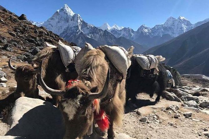Everest Base Camp Trek 12 Days – Best Himalayan Adventure - The tea-house stay: practical comfort, not luxury