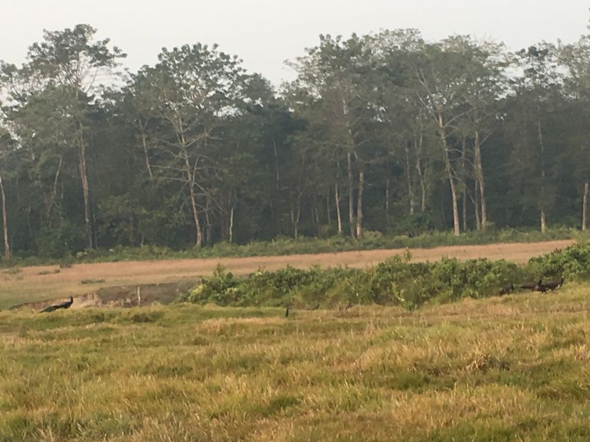 From Chitwan: Full Day Jeep Safari in Chitwan National Park - Park entry and the safari briefing