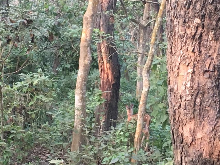 From Chitwan : Half Day Jeep Safari Tour - The jeep ride through forest, grassland, and wetlands