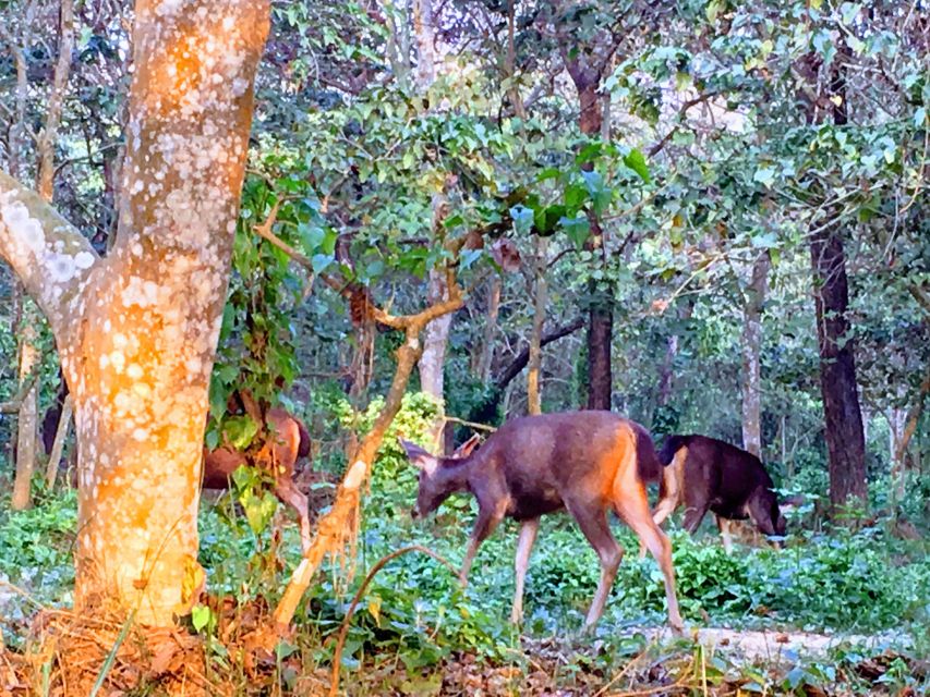 From Chitwan : Jeep Safari,Canoeing,Forest walk Day Tour - Should You Book It?